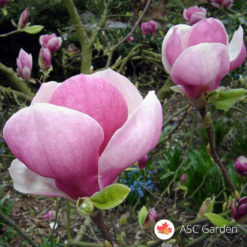 Ljubičasto crvena magnolia Rustica Rubra
