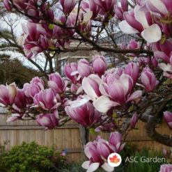 Ljubičasto crvena magnolia Rustica Rubra
