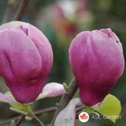 Ljubičasto crvena magnolia Rustica Rubra