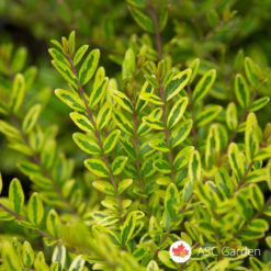 Zlatni žbun Lonicera nitida Lemon Beauty