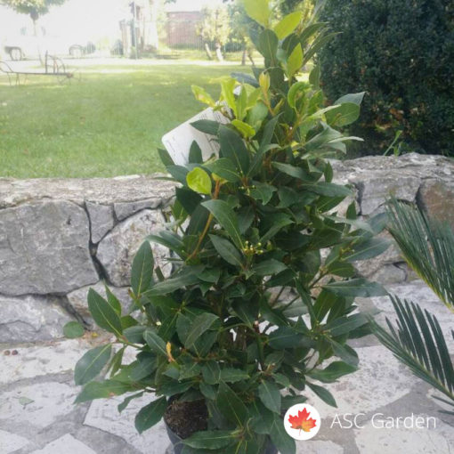Laurus nobilis - lovor -NEMA NA STANJU