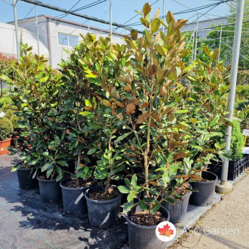 Magnolia grandiflora ‘Goliath’ 125/150 cm – C25