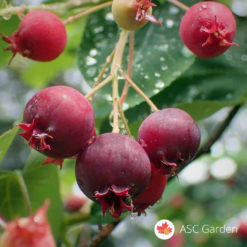 Merala - Amelanchier canadensis