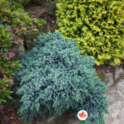 Mini plava kleka Juniperus blue star