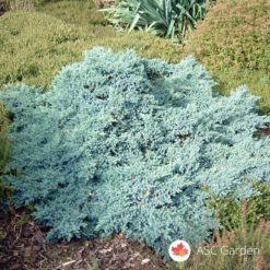 Mini plava kleka Juniperus blue star