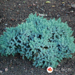 Mini plava kleka Juniperus blue star