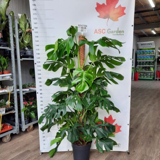 Monstera deliciosa 160 cm