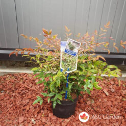 Nandina domestica 30-40 cm
