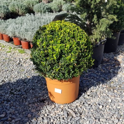 Okrugli šimšir  fi 40 cm