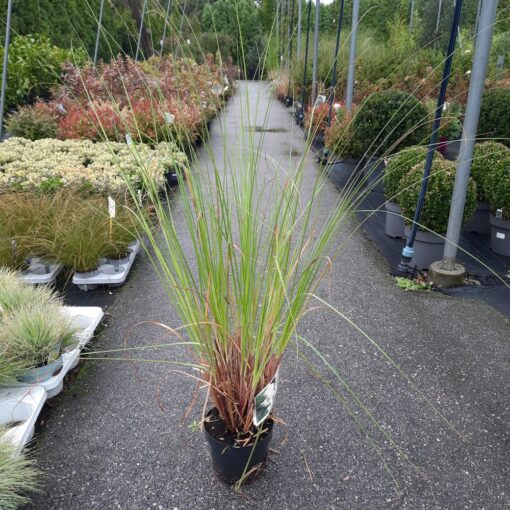 Cortaderia selloana 'Pumila' 100-110 cm