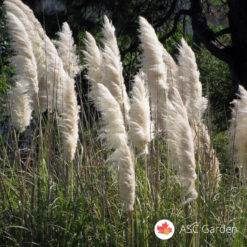 Pampas trava bela