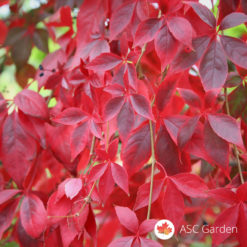 Parthenocissus quinquefolia crvenolisna puzavica