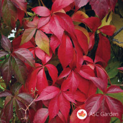 Parthenocissus quinquefolia crvenolisna puzavica