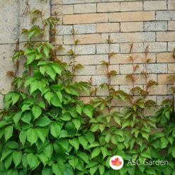 Parthenocissus quinquefolia crvenolisna puzavica
