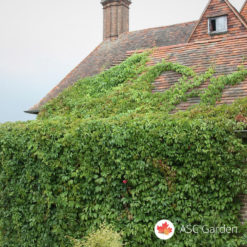 Parthenocissus quinquefolia crvenolisna puzavica