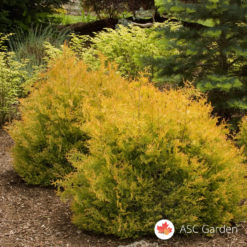 Patuljasta zlatna tuja Thuja Rheingold
