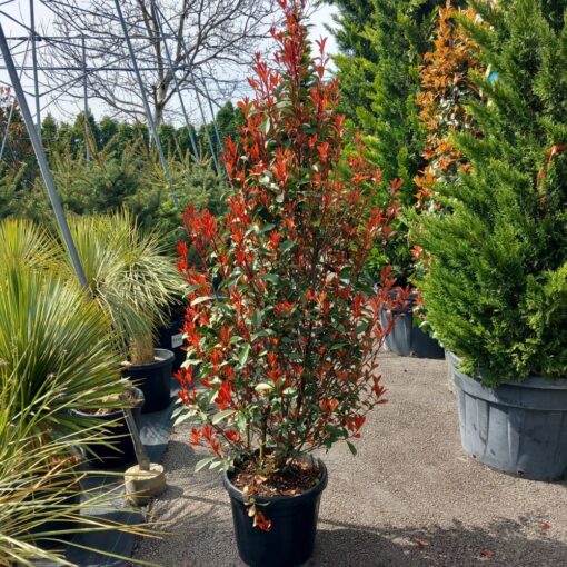 Photinia x fraseri Carre Rouge 125/150 cm