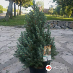 Picea glauca Sanders Blue