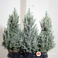 Picea glauca Sanders Blue