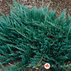 Plava polegla kleka Juniperus hor. Blue Chip