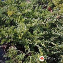 Plava polegla kleka Juniperus hor. Blue Chip