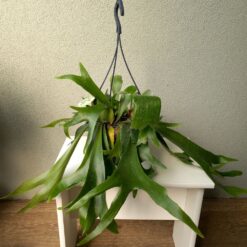 Platycerium bifurcatum 50 cm