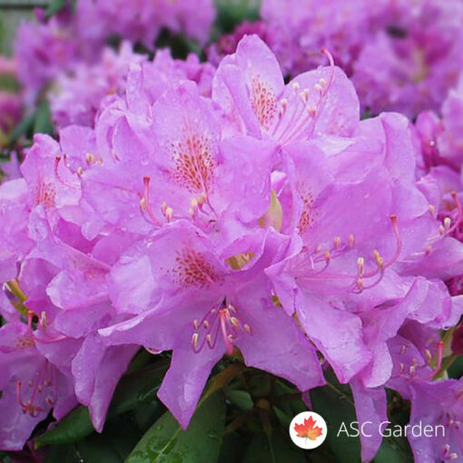Rhododendron Catawbiense Grandiflorum