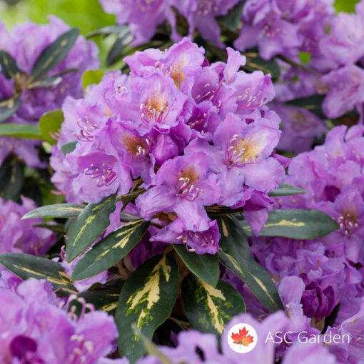 Rhododendron  GOLD FLIMMER 40cm