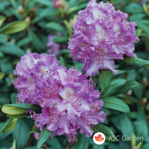 Rhododendron mix 40 cm
