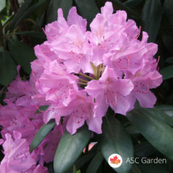 Rododendron Catawba Grandiflorum