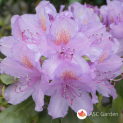 Rododendron Catawba Grandiflorum