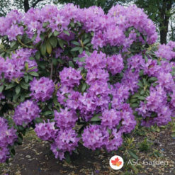 Rododendron Catawba Grandiflorum