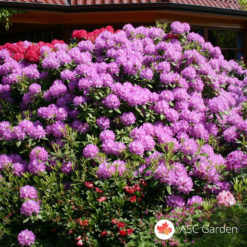 Rododendron Catawba Grandiflorum