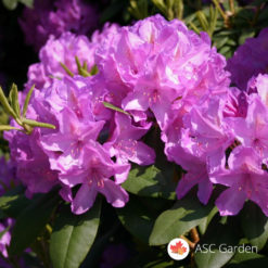 Rododendron Catawba Grandiflorum