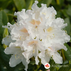 Rododendron Cunningham's White