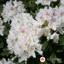 Rododendron Cunningham's White