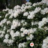 Rododendron Cunningham's White