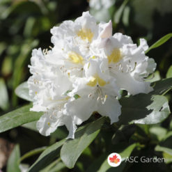 Rododendron Cunningham's White