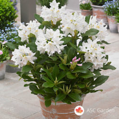 Rododendron Cunningham's White