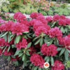 Rododendron Nova Zembla