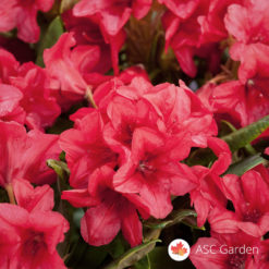 Rododendron Red Jack