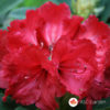 Rododendron Red Jack