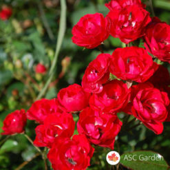 Ruža stablašica Scarlet M. Decor