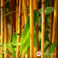 Sadnice Bambusa Phyllostachys