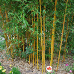 Sadnice Bambusa Phyllostachys