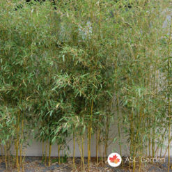 Sadnice Bambusa Phyllostachys