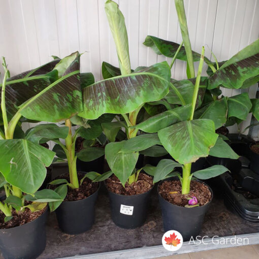 Musa Dwarf 70 cm sadnice Banana