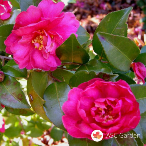 Camellia -NEMA NA STANJU