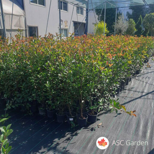 Photinia Red Robin 130-160 cm
