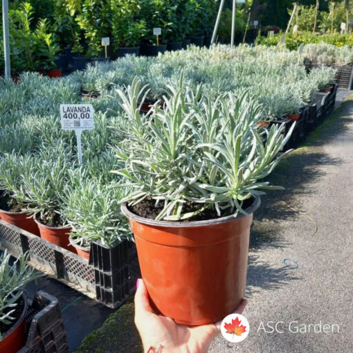 Ljubičasta lavanda - Lavandula angustifolia vera 20cm